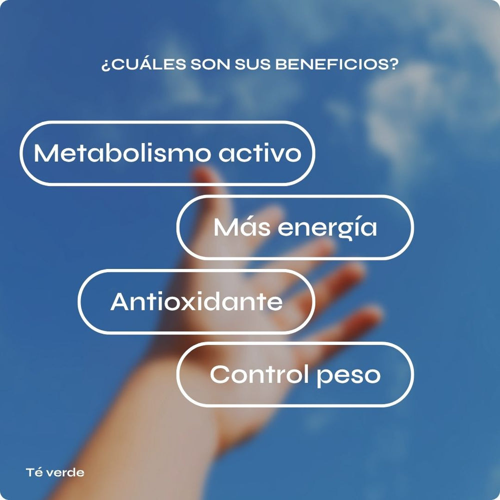 Té verde con extracto concentrado y polifenoles