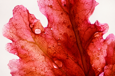 Haematococcus pluvialis